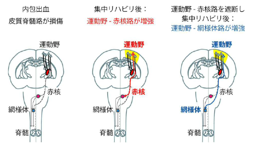名市大飛田先生・石田先生との共同研究の論文がJ Neurosci誌に掲載されました。